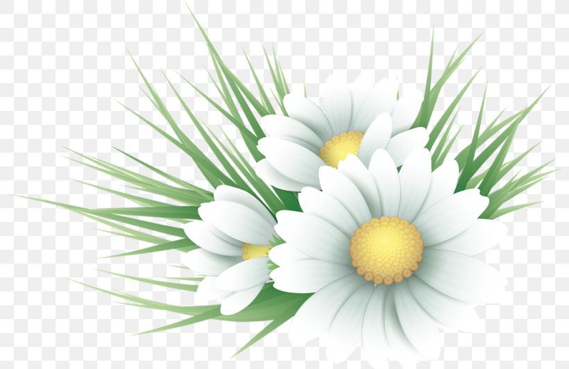 Roman Chamomile Vector Graphics Oxeye Daisy, PNG, 800x532px, Roman Chamomile, Aster, Chamaemelum Nobile, Chamomile, Chamomiles Download Free