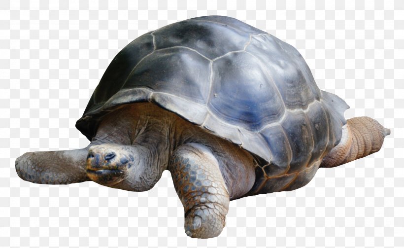 Boxer Dobermann Tortoise, PNG, 2100x1289px, Boxer, Animal, Display Resolution, Dobermann, Dog Download Free