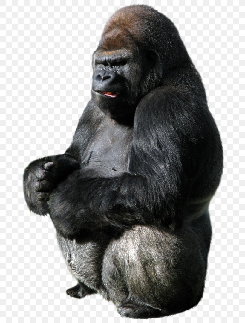 Gorilla Ape, PNG, 740x1079px, Western Gorilla, Chimpanzee, Fur, Gorilla, Great Ape Download Free