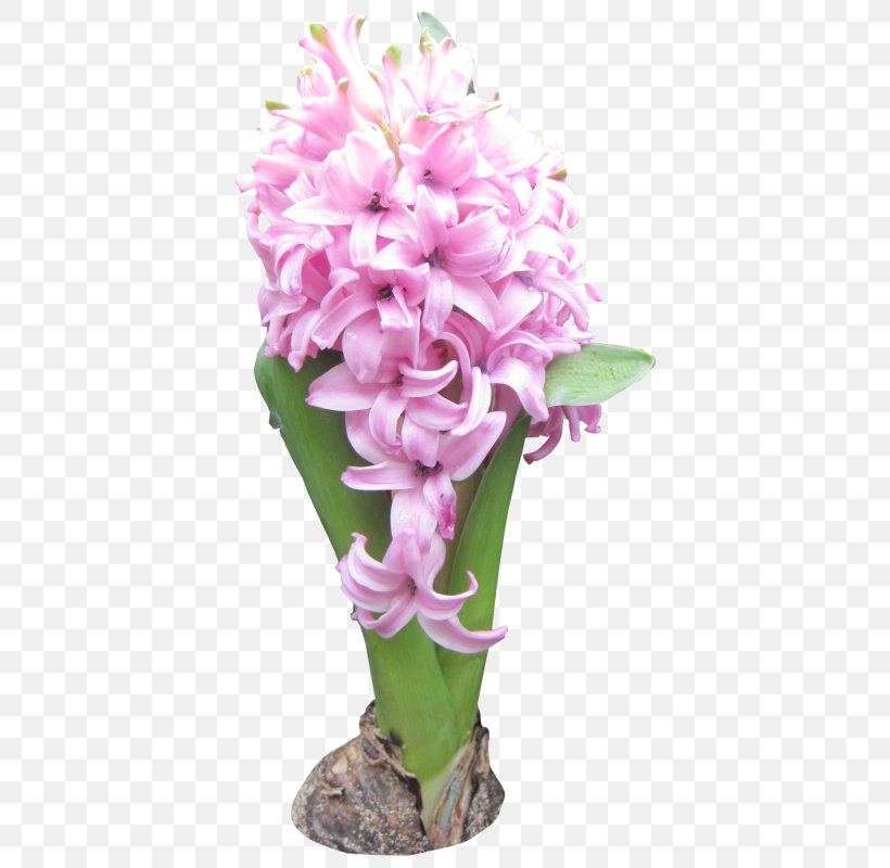 Hyacinth Flower Drawing Image Design, PNG, 400x800px, Hyacinth, Art, Cut Flowers, Drawing, Floral Design Download Free