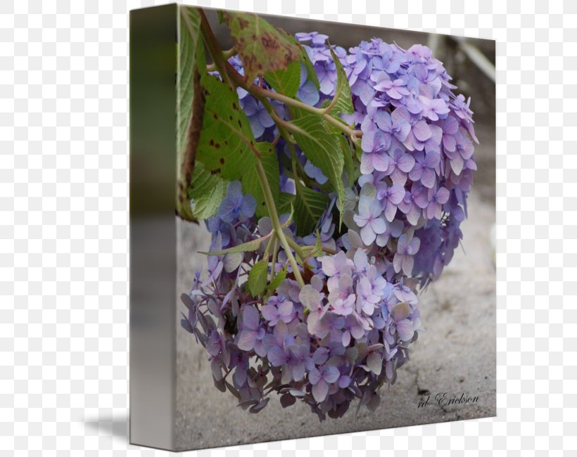 Hydrangea Lilac Lavender Violet Purple, PNG, 606x650px, Hydrangea, Cornales, Flower, Flowering Plant, Hydrangeaceae Download Free