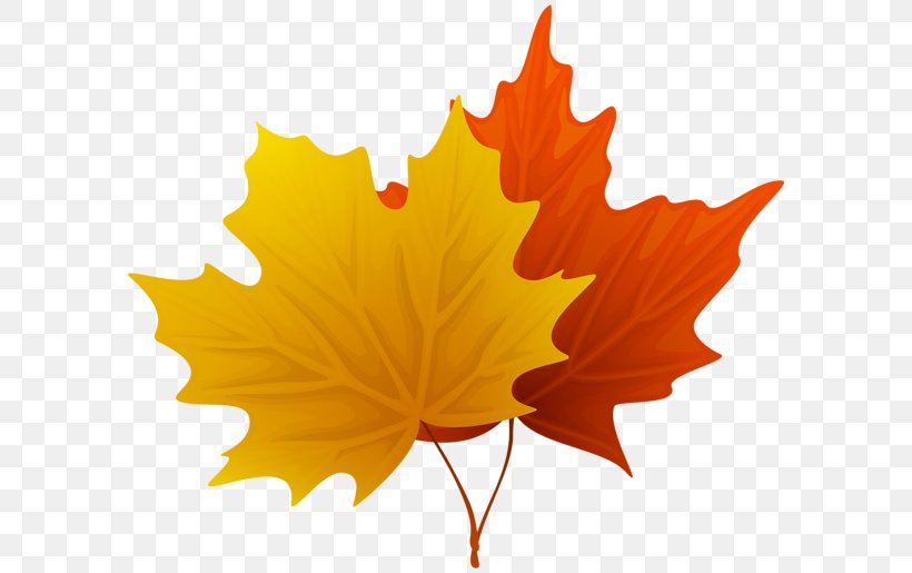 Maple Leaf Clip Art, PNG, 600x515px, Maple Leaf, Autumn, Autumn Leaf Color, Drawing, Green Download Free