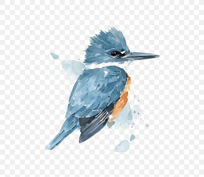 Watercolor Painting Belted Kingfisher Drawing, PNG, 564x710px, Watercolor Painting, Art, Artist, Beak, Belted Kingfisher Download Free