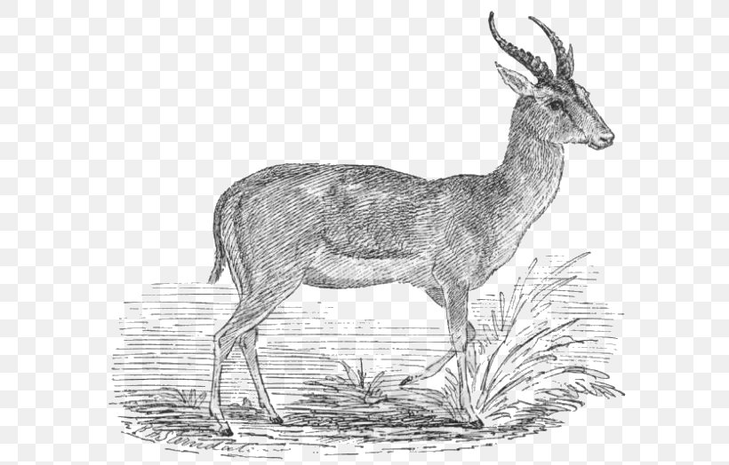 Antelope Goitered Gazelle Impala Thomson's Gazelle Clip Art, PNG, 598x524px, Antelope, Antler, Black And White, Bontebok, Chamois Download Free