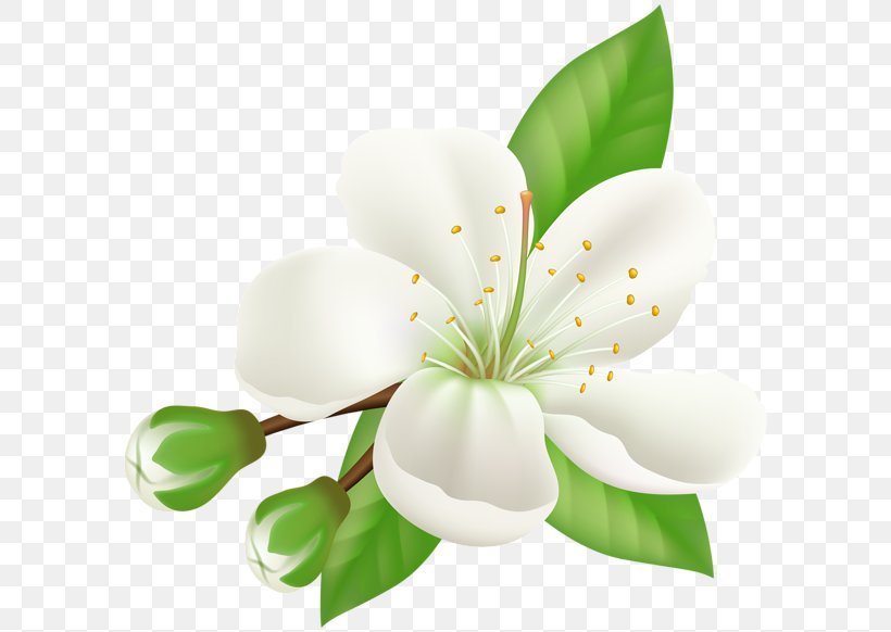 Cherry Blossom Desktop Wallpaper Flower, PNG, 600x582px, Blossom, Animation, Black And White, Cherry Blossom, Flower Download Free