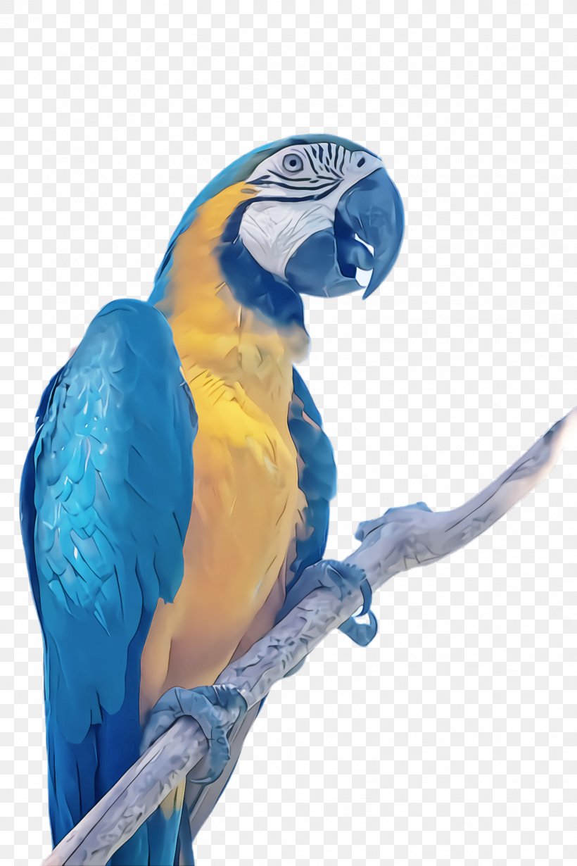 Feather, PNG, 1632x2448px, Bird, Beak, Blue, Budgie, Feather Download Free