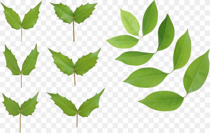 Leaf Ligustrum Lucidum, PNG, 3512x2224px, Leaf, Branch, Grass, Green, Ligustrum Lucidum Download Free