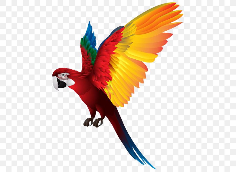Parrots Of New Guinea Bird, PNG, 471x600px, Parrot, Beak, Bird, Feather, Lorikeet Download Free