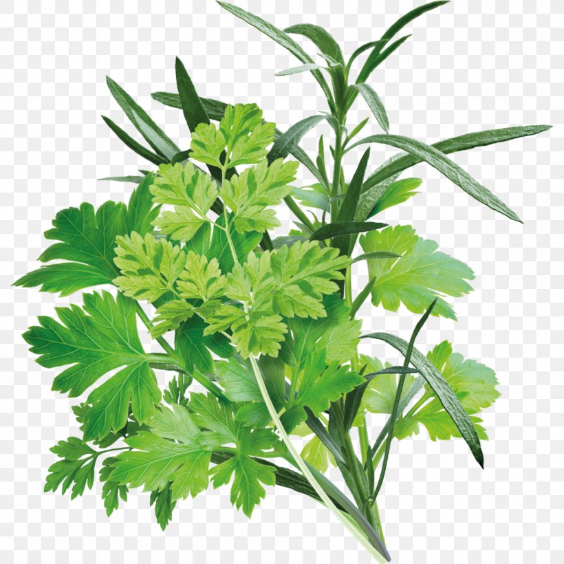 Cartoon Plane, PNG, 1000x1000px, Alamy, Anthriscus, Chervil, Chinese Celery, Coriander Download Free