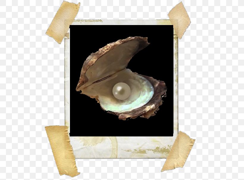 Polaroid Art Instant Camera Chatarrero Photography اليشماغ, PNG, 567x604px, Polaroid Art, Chatarrero, Clams Oysters Mussels And Scallops, Film Frame, Instant Camera Download Free