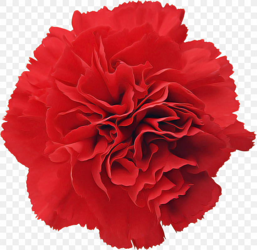 Red Flower Carnation Cut Flowers Plant, PNG, 1200x1164px, Red, Carnation, Common Peony, Cut Flowers, Dianthus Download Free