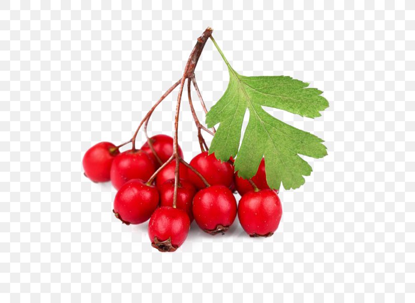 Sweet-Brier Rose Hip Berry Oil Tea, PNG, 600x600px, Sweetbrier, Berry, Cherry, Cranberry, Currant Download Free