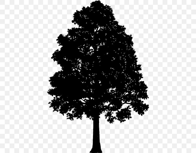 Tree Drawing Silhouette Clip Art, PNG, 428x640px, Tree, Black And White, Branch, Christmas Tree, Conifer Download Free