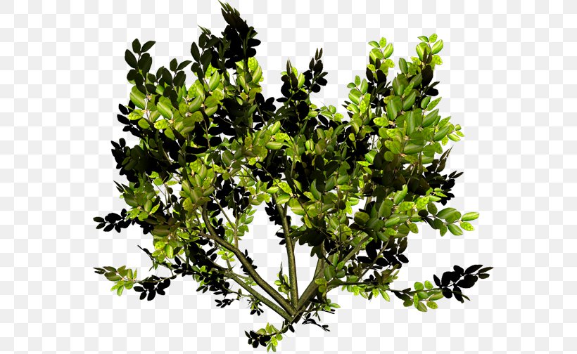 Twig Leaf Vegetable Shrub, PNG, 600x504px, Twig, Branch, Leaf, Leaf Vegetable, Plant Download Free