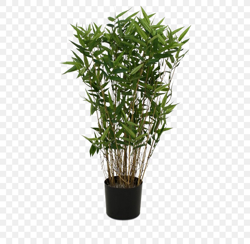 Lucky Bamboo Plastic Flowerpot Plant, PNG, 800x800px, Bamboo, Artificial Flower, Branch, Flowerpot, Grass Download Free