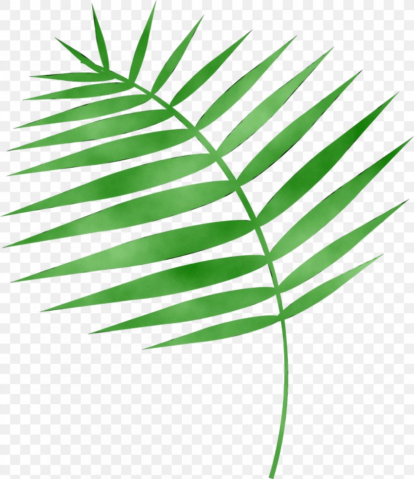 Palm Trees Plant Stem Grasses Line Leaf, PNG, 1107x1280px, Palm Trees, Arecales, Botany, Grass, Grasses Download Free