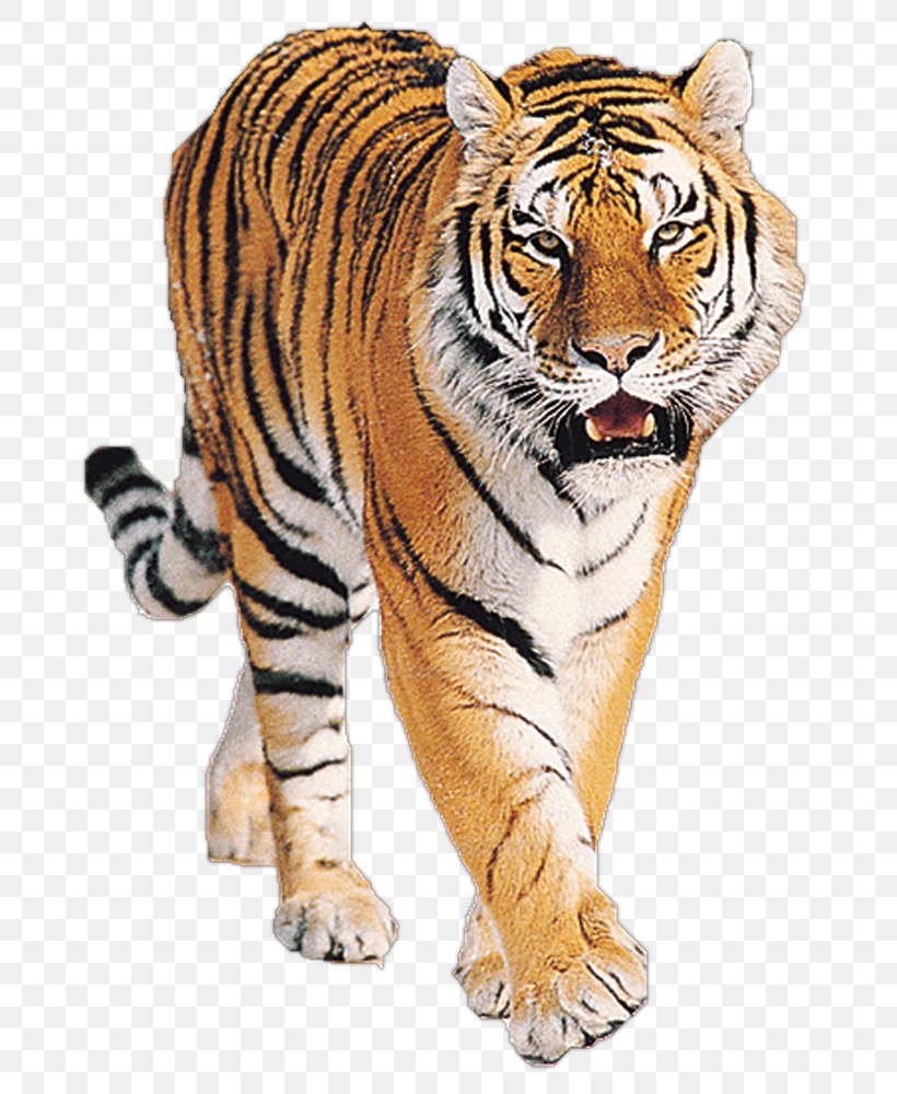 Siberian Tiger Bengal Tiger Big Cat Sumatran Tiger Lion, PNG, 800x1000px, Siberian Tiger, Animal, Animal Figure, Bear, Bengal Tiger Download Free