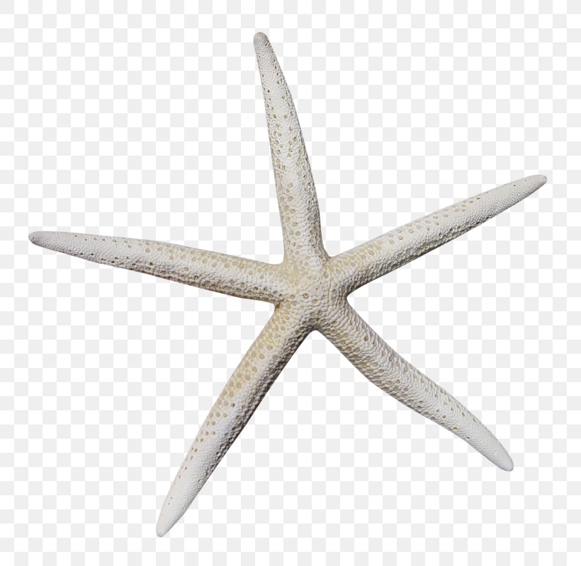 Starfish Marine Invertebrates Clip Art, PNG, 800x800px, Starfish, Animal, Echinoderm, Gold, Invertebrate Download Free