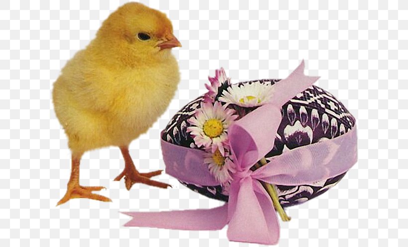 Easter Egg Holiday Christmas Day, PNG, 622x497px, Easter, Beak, Bird, Blog, Chicken Download Free