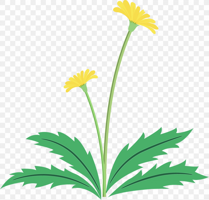 Flower Plant Yellow Chamomile Leaf, PNG, 3000x2864px, Dandelion Flower, Chamomile, Daisy Family, Easter Day Flower, English Marigold Download Free