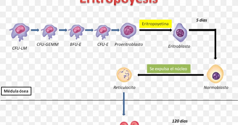 Haematopoiesis Erythropoiesis Human Physiology Blood Elementos Formes, PNG, 1200x630px, Haematopoiesis, Area, Blood, Brand, Coagulation Download Free