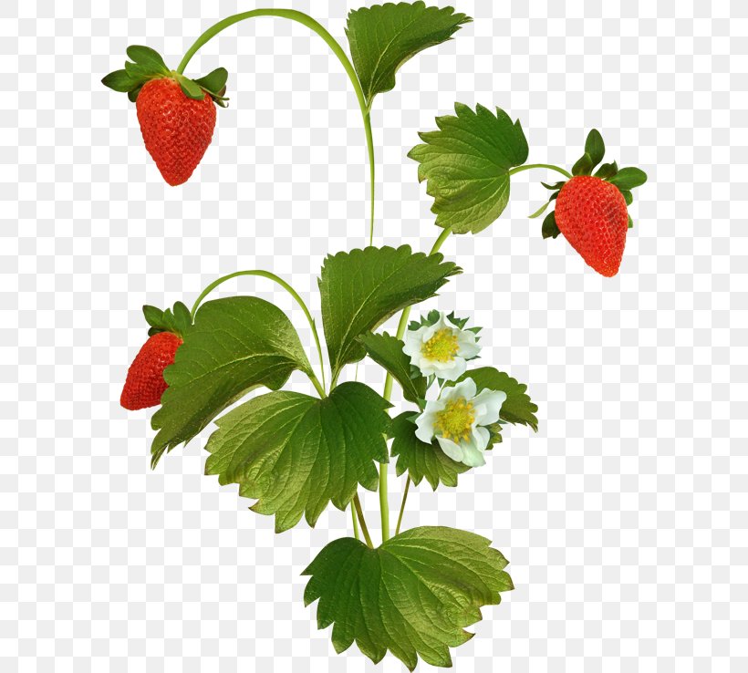 Strawberry Auglis Clip Art, PNG, 600x738px, Strawberry, Auglis, Coreldraw, Flower, Food Download Free