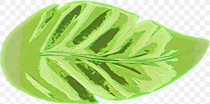 Leaf Green Plant Flower Monstera Deliciosa, PNG, 1396x693px, Leaf, Flower, Green, Monstera Deliciosa, Plant Download Free