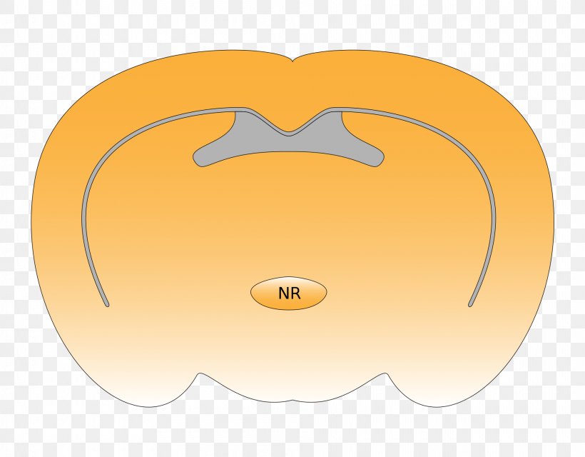 Nucleus Reuniens Paratenial Nucleus Thalamus Product Design Brain, PNG, 1920x1500px, Thalamus, Animated Cartoon, Brain, Nucleus, Orange Download Free