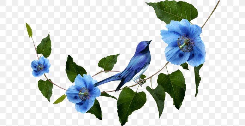 Cut Flowers Time Blue Rose Week, PNG, 650x423px, Flower, Beak, Bird, Blue, Blue Rose Download Free
