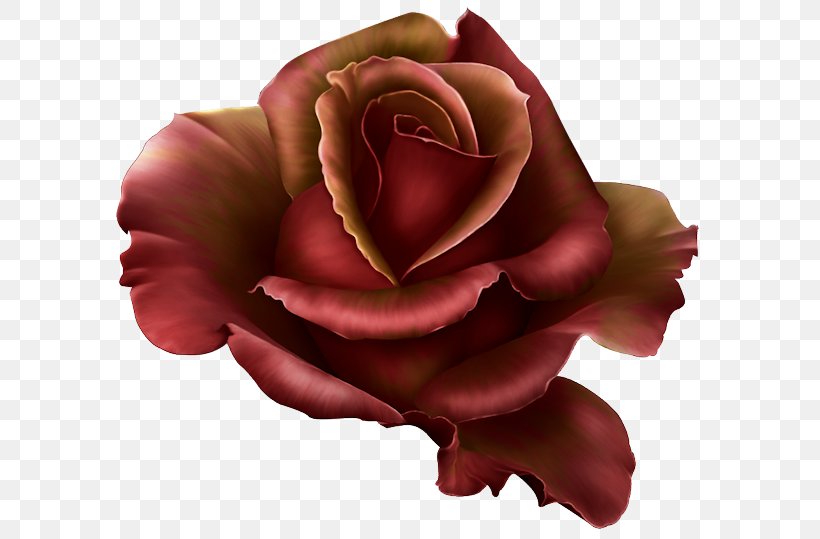 Rose Cdr Clip Art, PNG, 600x539px, Rose, Autocad Dxf, Cdr, Cut Flowers, Flower Download Free
