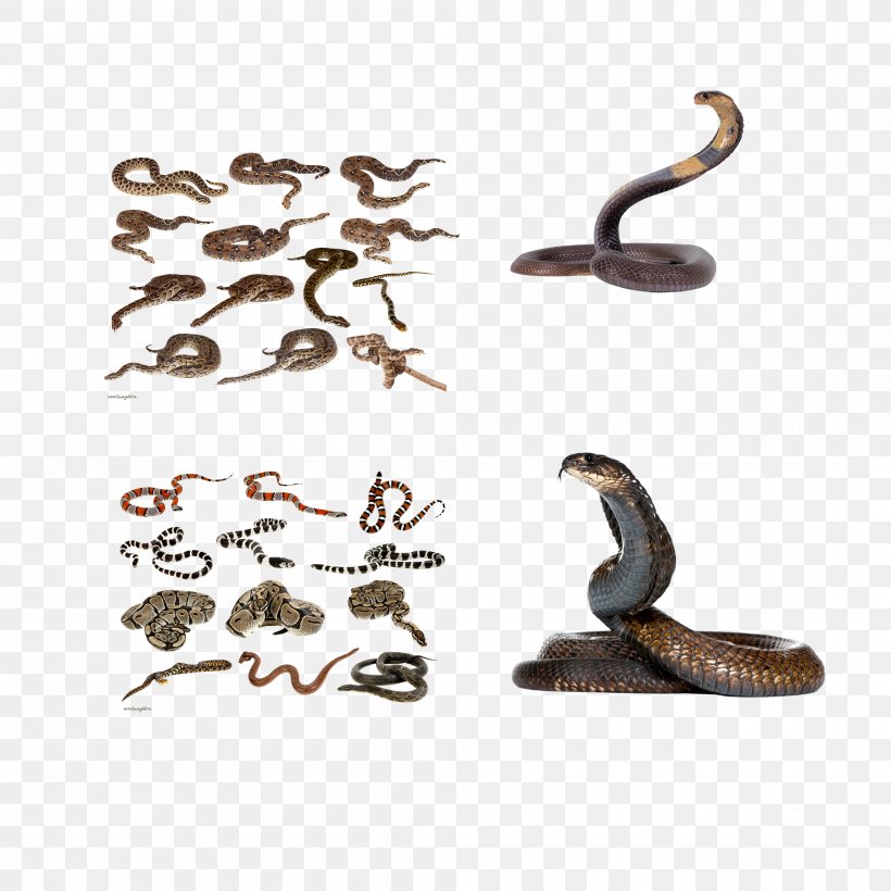 Snake Reptile Rodent Animal, PNG, 2000x2000px, Snake, Animal, Bat, Bed Bug, Body Jewelry Download Free