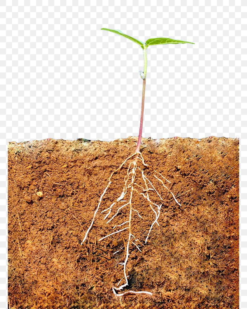 Soil Pea Sprout Multiview Projection Plant, PNG, 768x1024px, Soil, Branch, Germination, Grass, Grass Family Download Free