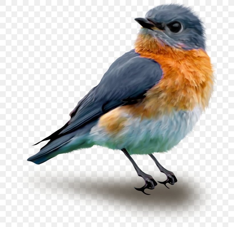 Songbird Drawing Clip Art, PNG, 715x796px, Bird, Animal, Beak, Bluebird, Colored Pencil Download Free