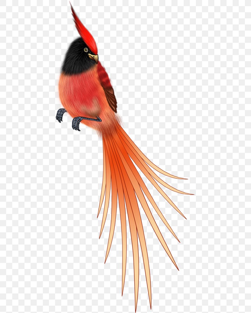 Bird Parrot Image Vector Graphics, PNG, 490x1024px, Bird, Beak, Cartoon, Color, Feather Download Free