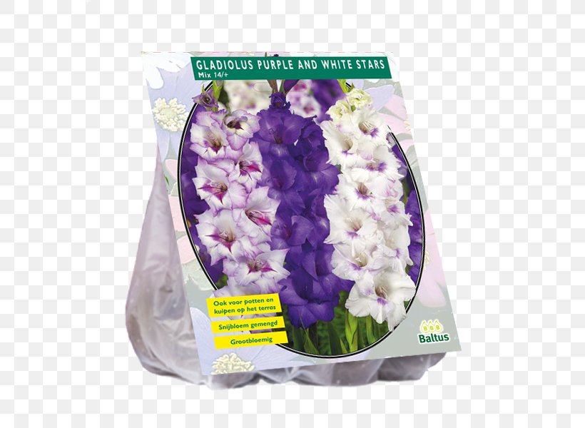 Cut Flowers Gladiolus Bulb Purple, PNG, 600x600px, Cut Flowers, Bulb, Flower, Flowering Plant, Gladiolus Download Free