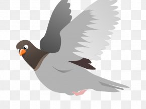 Wing Rock Dove - Dove Bird PNG