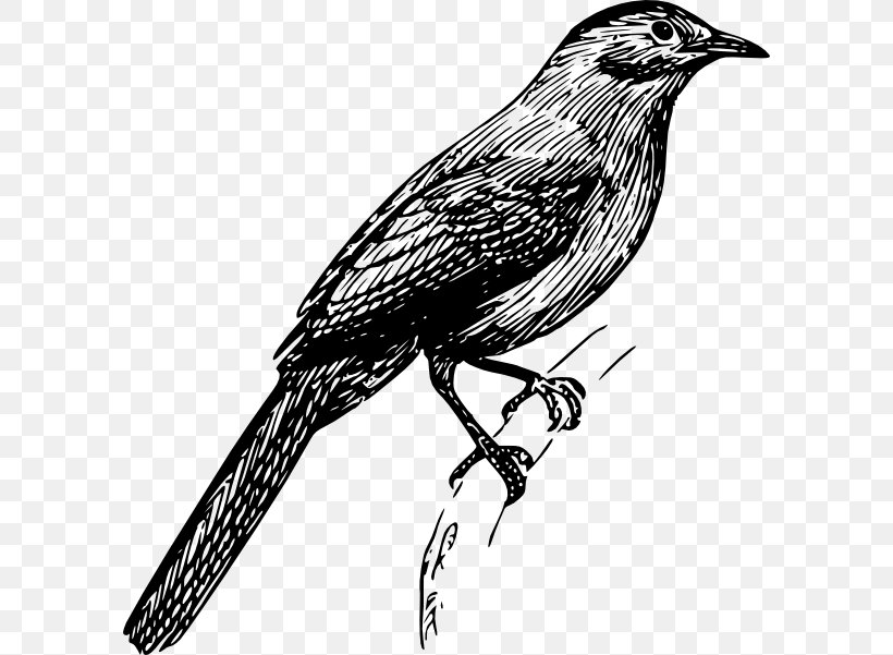 Finches Bird Drawing Clip Art, PNG, 594x601px, Finches, American Crow, Art, Beak, Bird Download Free