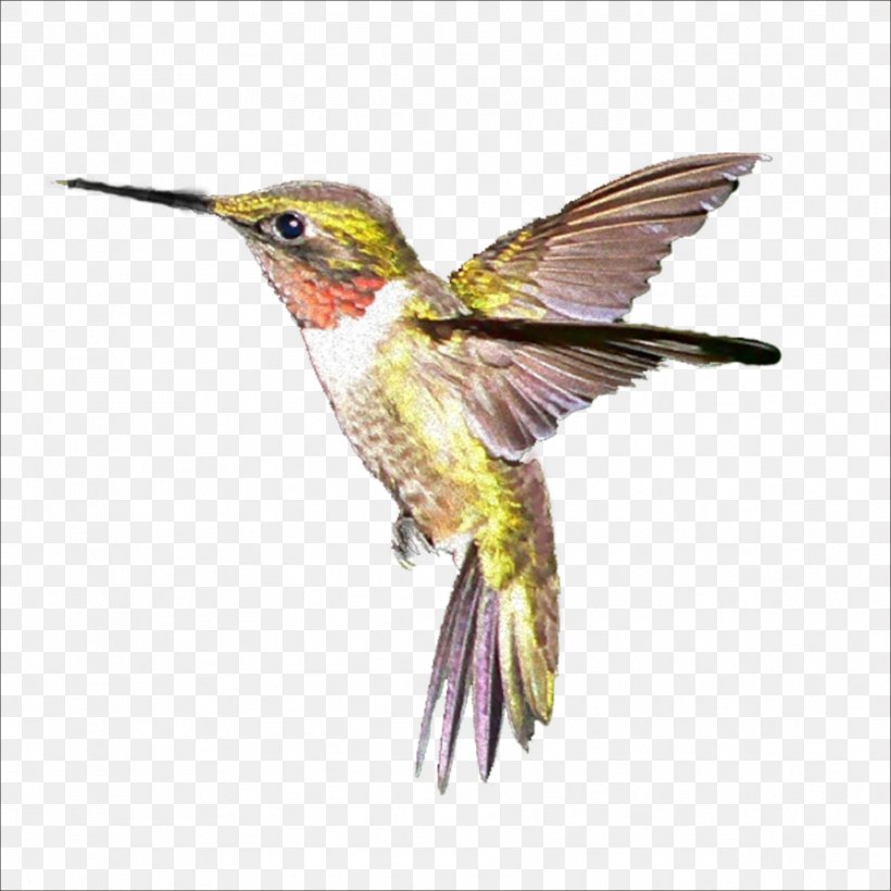 Hummingbird, PNG, 1773x1773px, Hummingbird, Beak, Bird, Bird Migration, Bird Nest Download Free