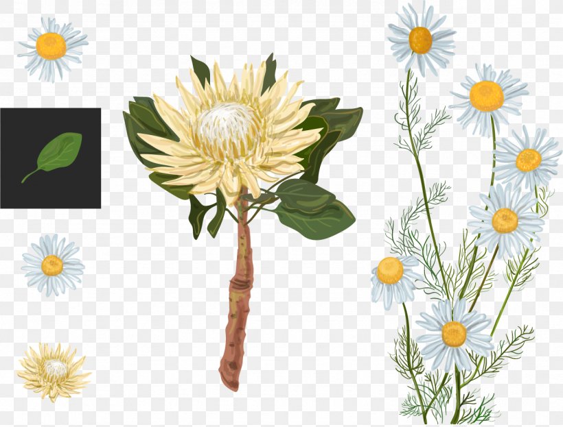 Protea Cynaroides Euclidean Vector Flower Watercolor Painting, PNG, 1281x974px, Protea Cynaroides, Art, Cut Flowers, Daisy, Daisy Family Download Free