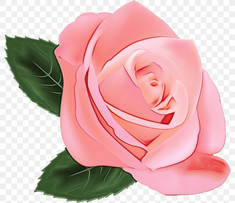 Garden Roses, PNG, 791x708px, One Flower, Artificial Flower, Camellia, China Rose, Cut Flowers Download Free