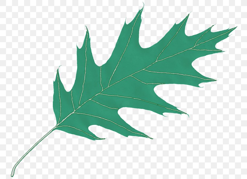 Leaf Oak Clip Art, PNG, 800x595px, Leaf, Acorn, Featurepics, Fotolibra, Maple Leaf Download Free