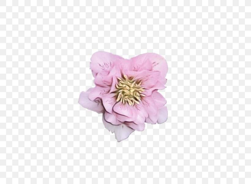 Peony Cut Flowers Herbaceous Plant Petal Pink M, PNG, 600x600px, Peony, Blossom, Cut Flowers, Flower, Flowering Plant Download Free