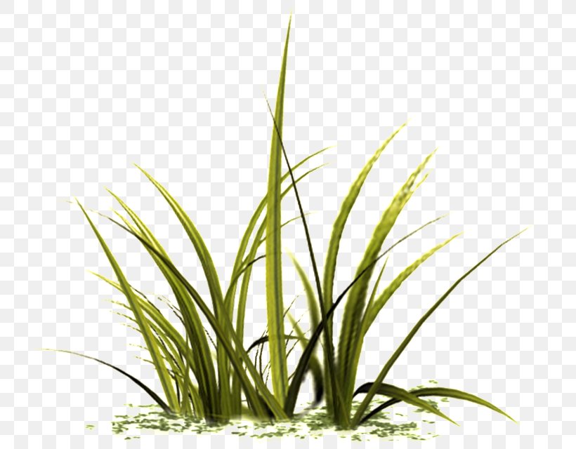 Plant Grass Terrestrial Plant Grass Family Flower, PNG, 751x640px, Plant, Flower, Grass, Grass Family, Herb Download Free