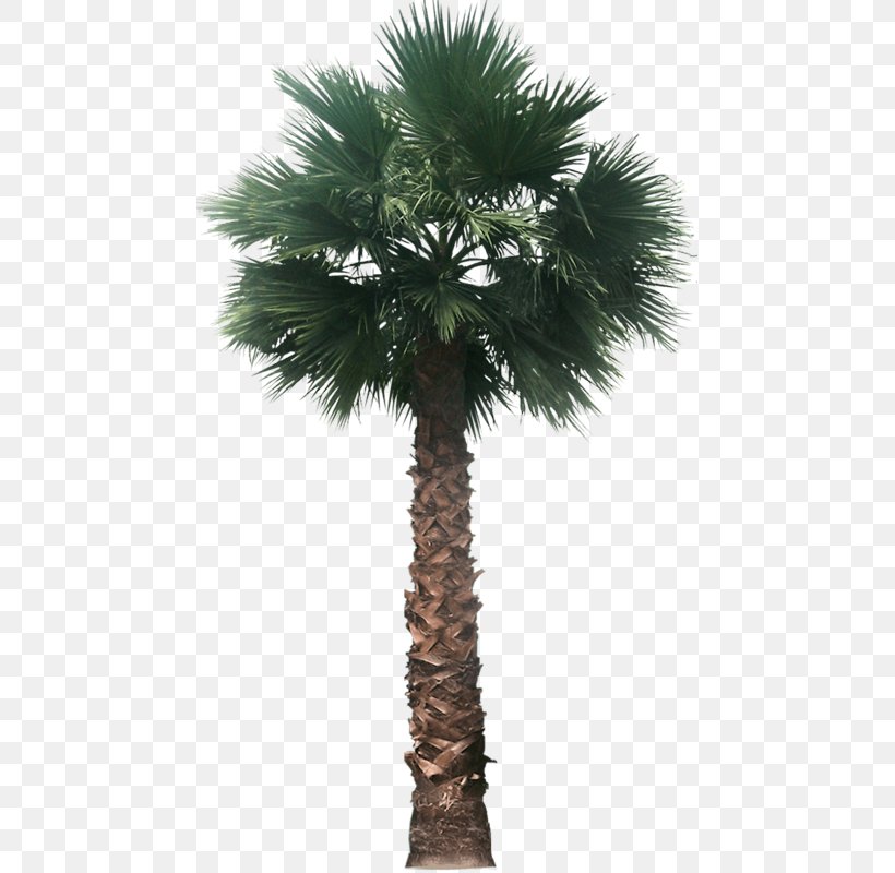 Palm Trees Mexican Fan Palm Architectural Rendering, PNG, 459x800px, Palm Trees, Architectural Rendering, Areca Nut, Areca Palm, Arecales Download Free