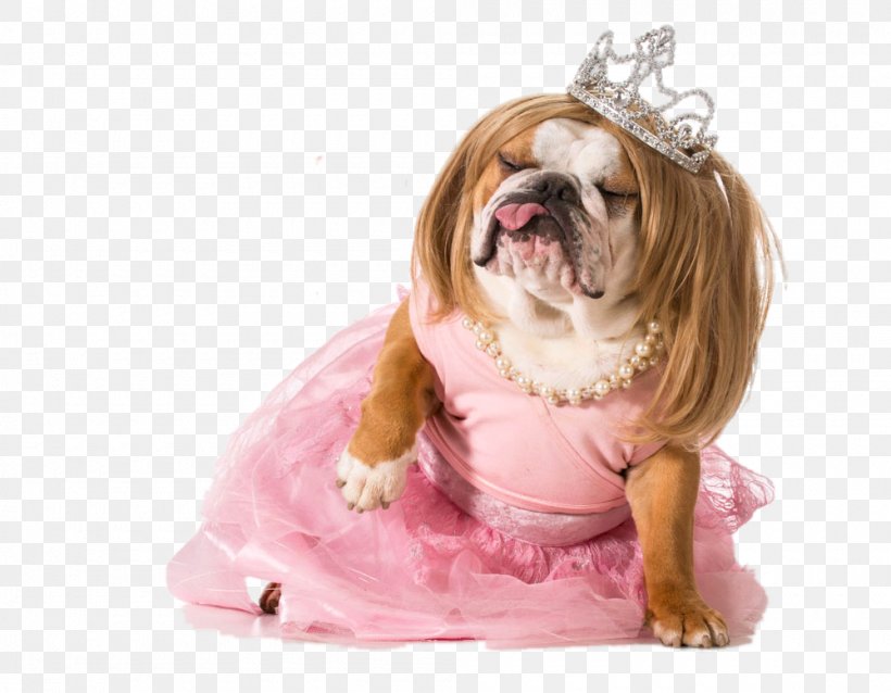 Bulldog Puppy Stock Photography Costume Royalty-free, PNG, 1000x779px, Bulldog, Carnivoran, Companion Dog, Costume, Crown Download Free