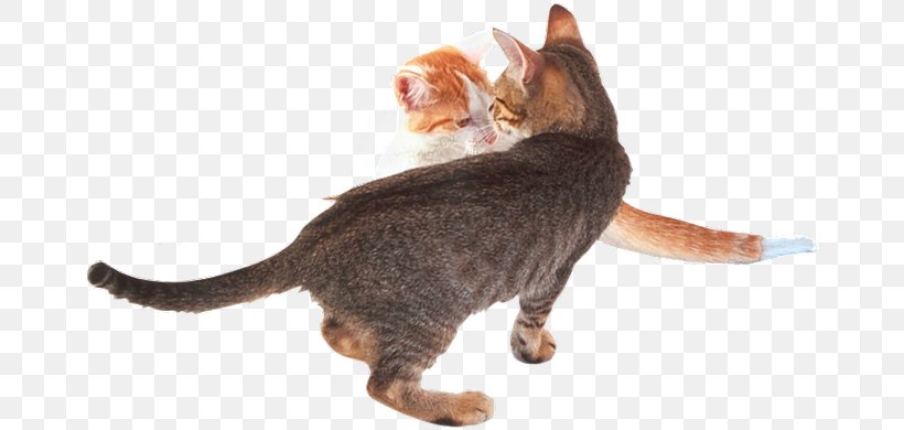 California Spangled Domestic Short-haired Cat Sokoke Kitten Whiskers, PNG, 670x390px, California Spangled, Animal, Animal Figure, Asia, Asian Download Free