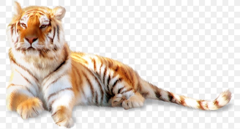 Siberian Tiger Felidae Whiskers Cat, PNG, 800x441px, Siberian Tiger, Animal, Big Cat, Big Cats, Carnivoran Download Free