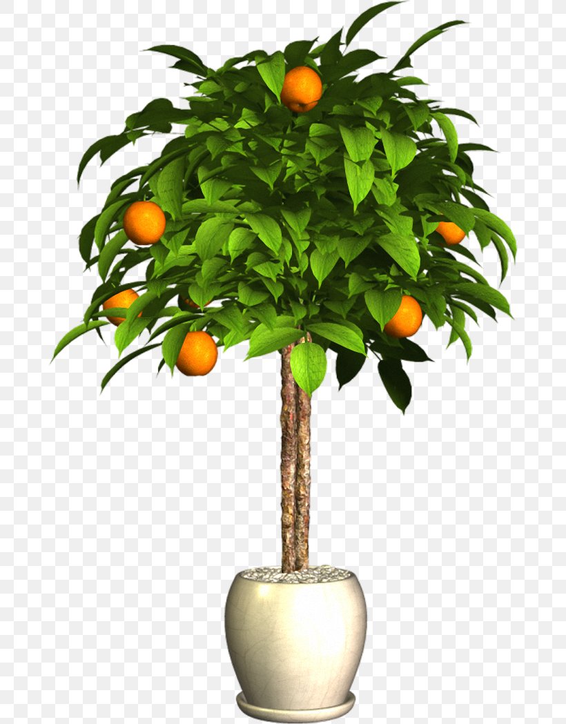 Bitter Orange Flowerpot Plant, PNG, 682x1049px, Bitter Orange, Branch, Calamondin, Citrus, Digital Image Download Free