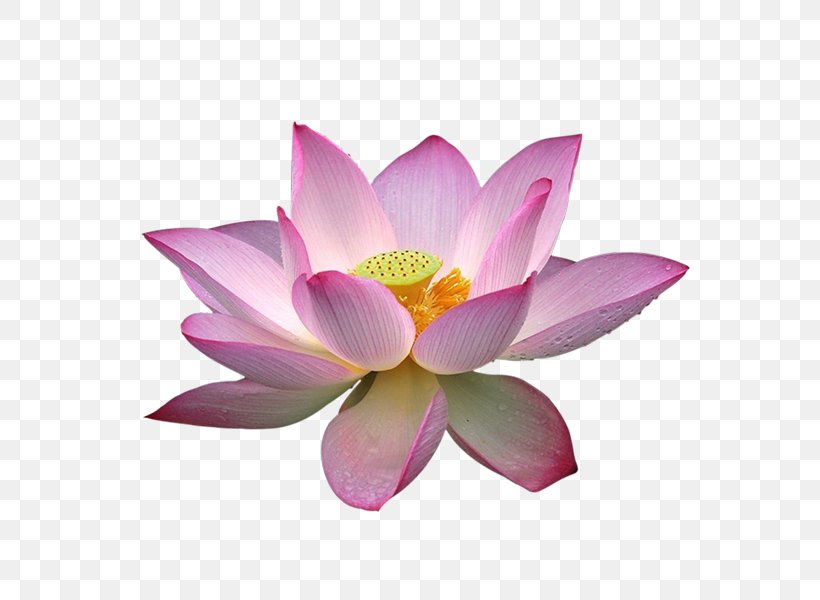Nelumbo Nucifera Lotus Effect Download Clip Art, PNG, 600x600px, Nelumbo Nucifera, Aquatic Plant, Aquatic Plants, Flower, Flowering Plant Download Free