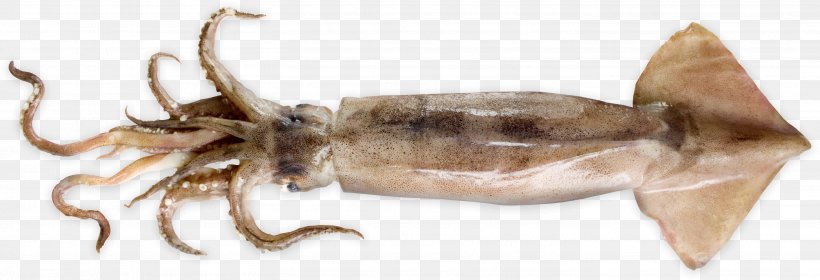 Squid As Food Cephalopod Squid Roast Invertebrate, PNG, 2912x996px, Squid, Animal Figure, Animal Source Foods, Cephalopod, Cuttlefish Download Free